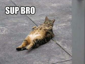 Funny Compilation Of Lol Cats Part I Like To Waste