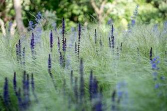 Image Result For Salvia Indigo Spires On White Background