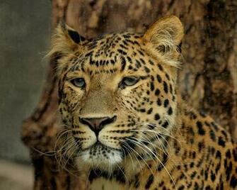 Qq Wallpaper Wild Cats Set