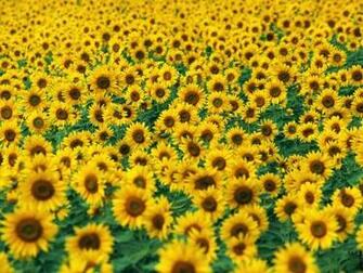 Sunflower Fields Screensaver Screensavers