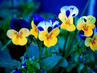 Spring Flowers Desktop Pc And Mac Wallpaper