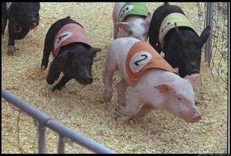 Animal Desktop Wallpaper Pig Background