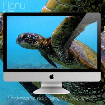 Honu Kona Wallpaper HD By Tokeio