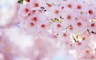 Cherry Blossom Background