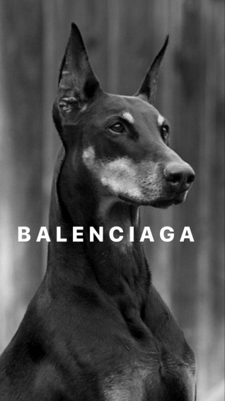 Doberman Balenciaga Wallpaper Black Aesthetic