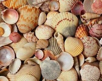 Sea Shells Wallpaper Best The And Background