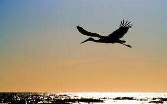 White Stork In Flight Wallpaper Open Walls