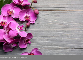 Beautiful Orchids Wallpaper