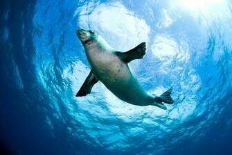 Underwater Sea Creatures And Other Animals Wallpaper