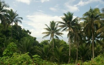 Palm Trees Wallpaper