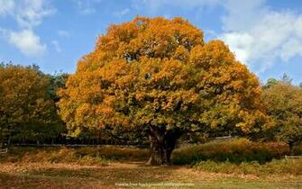 Oak Tree In Autumn Background Pixels