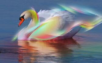 Desktop Wallpaper Gallery Windows Swan