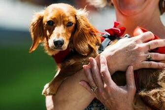 Weenie Dog Pictures HD Wallpaper Pretty