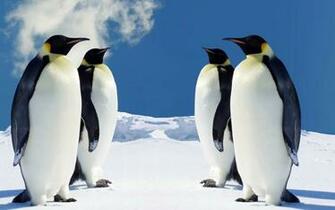 Hq Penguins Wallpaper