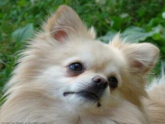 The Pomeranian Dog Desktop Wallpaper Pictures For Pc Mac
