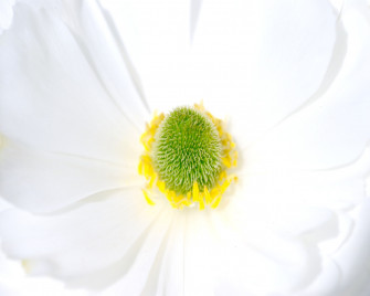 White Flower Wallpaper