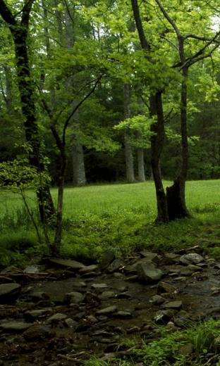 Dense Forest Live Wallpaper HD For Android