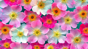 Perfect High Resolution Flower Desktop Wallpaper You Can Use It
