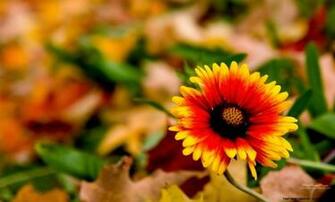 Fall Flower Desktop Wallpaper HD