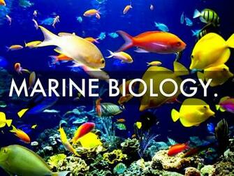 Related Marine Biology Wallpaper Jobs