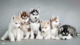 Dogs Wallpaper HD Pictures One Background
