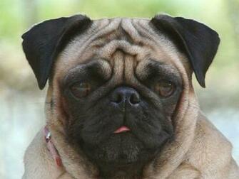 Pics Photos Wallpaper Of Funny Pug Dog With The Mask Frog