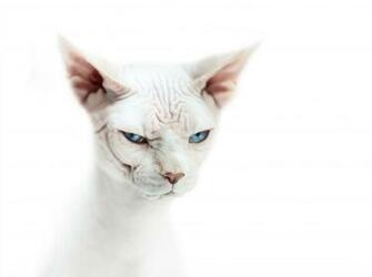 Bald Cat Wallpaper At Wallpaperbro