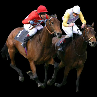 Horse Wallpaper For Deskltop Top Racing Black