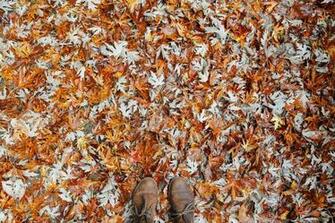 Leaf Oak Boot Yellow Texture Pattern