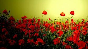 Poppy Computer Wallpaper Desktop Background Id