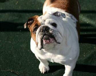 Old English Bulldog Wallpaper High Resolution And Quality