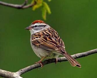 Fancy Birds HD Wildlife Photography No Wallpaper
