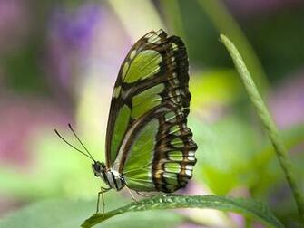 Butterfly Wallpaper For Image Gallery Green