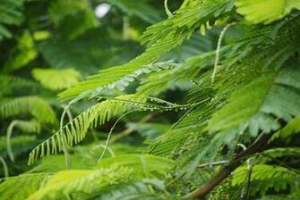 Kerala HD Wallpaper Wonderful Nature In India Food
