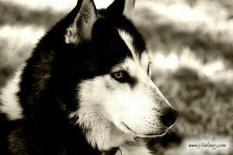 Husky Wallpaper Siberian Huskies Photo Fanclubs