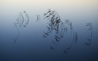 Mac Os X Snow Leopard Ponde Reeds Wallpaper HD