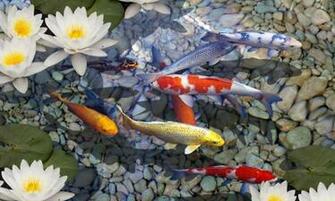 3d Fish Pond Live Wallpaper For Android