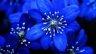 Blue Flower Widescreen High Definition Wallpaper