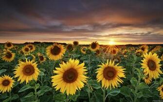 Sunflower Field