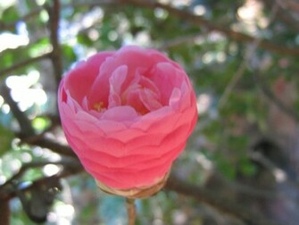 Exotic Flowers Wallpaper