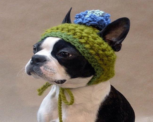 Funny Animals Wallpaper Cool