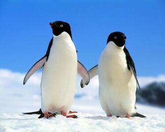 Penguins Wallpaper
