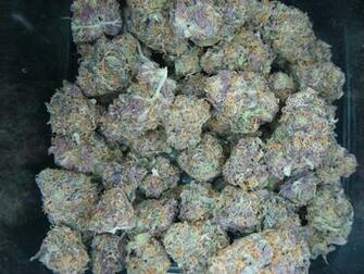Exactly Gods Gift Og Kush X Grandaddy Purp