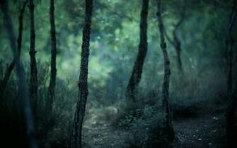 Misty Forest Computer Wallpaper Desktop Background