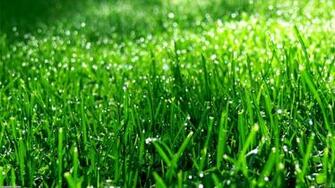 Green Grass Wallpaper Open Walls