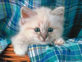 Very Cute Kittens Pictures Hvgj