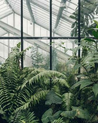 Plant Aesthetic Wallpaper Top Background