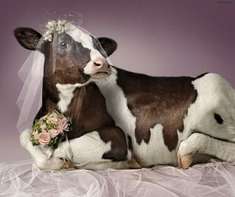 Funny Pictures Cow Wallpaper And Background