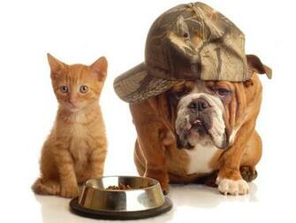 All Funny Pictures Dogs New Image