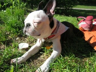 Boston Terrier Wallpaper HD Background